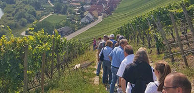 Vorschau Gemütliche Weinfahrt nach Escherndorf
